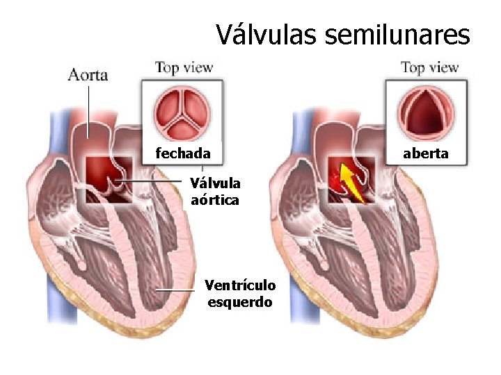Válvulas semilunares fechada Válvula aórtica Ventrículo esquerdo aberta 