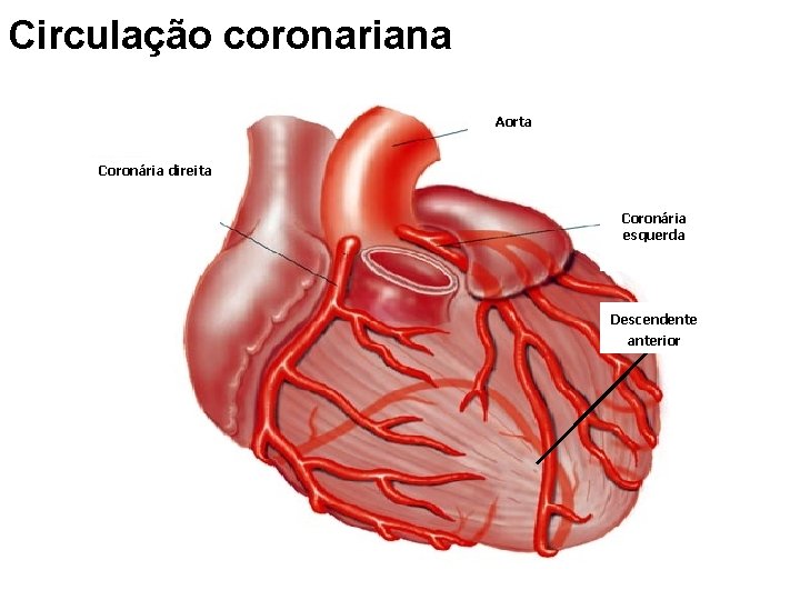 Circulação coronariana Aorta Coronária direita Coronária esquerda Descendente anterior 