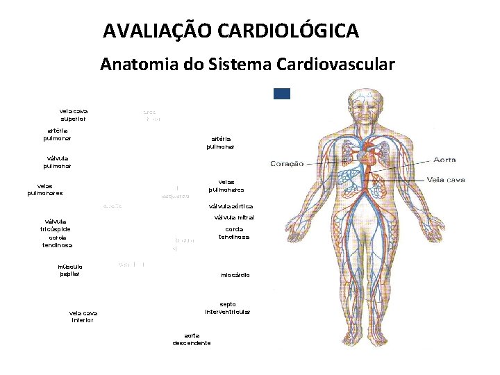 AVALIAÇÃO CARDIOLÓGICA Anatomia do Sistema Cardiovascular veia cava superior arco aórtico artéria pulmonar válvula