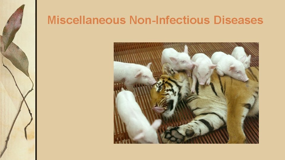 Miscellaneous Non-Infectious Diseases 