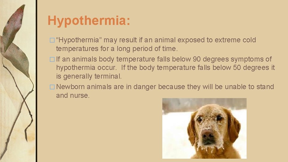 Hypothermia: � “Hypothermia” may result if an animal exposed to extreme cold temperatures for