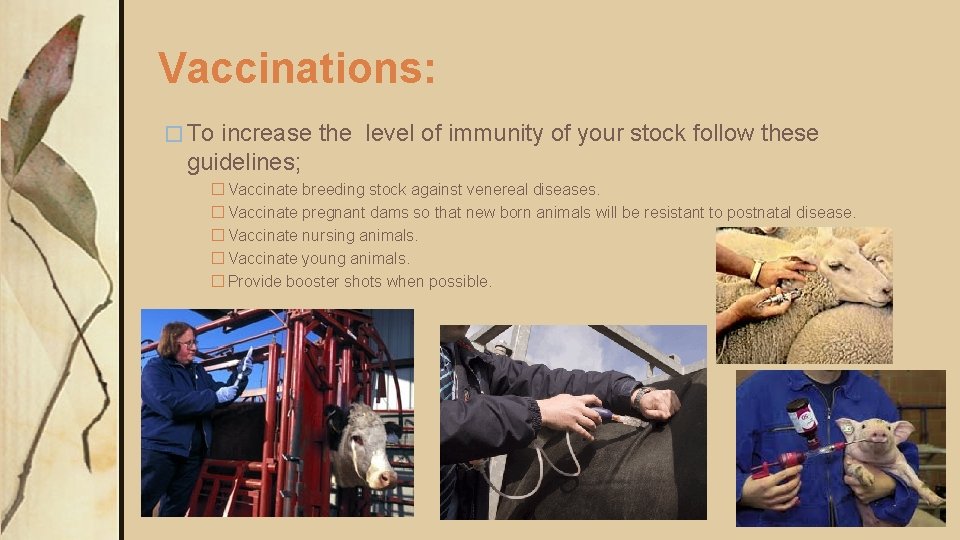 Vaccinations: � To increase the level of immunity of your stock follow these guidelines;