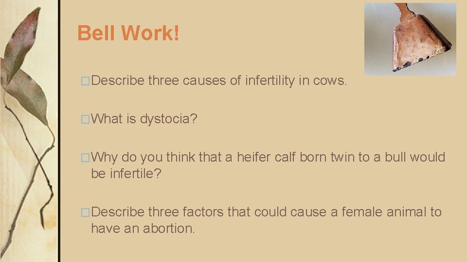 Bell Work! �Describe �What three causes of infertility in cows. is dystocia? �Why do