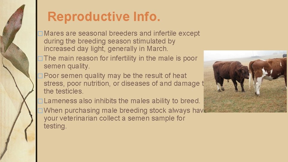 Reproductive Info. � Mares are seasonal breeders and infertile except during the breeding season