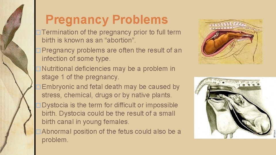 Pregnancy Problems � Termination of the pregnancy prior to full term birth is known