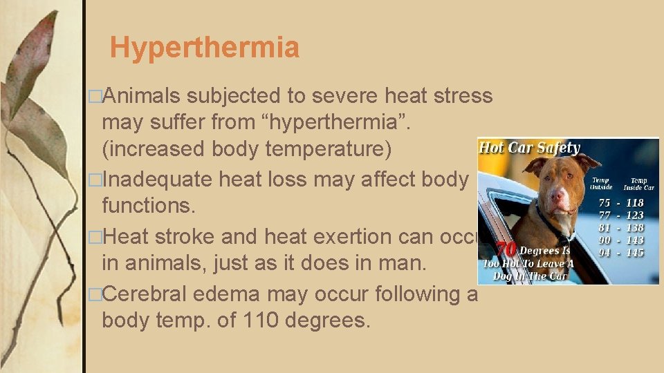 Hyperthermia �Animals subjected to severe heat stress may suffer from “hyperthermia”. (increased body temperature)