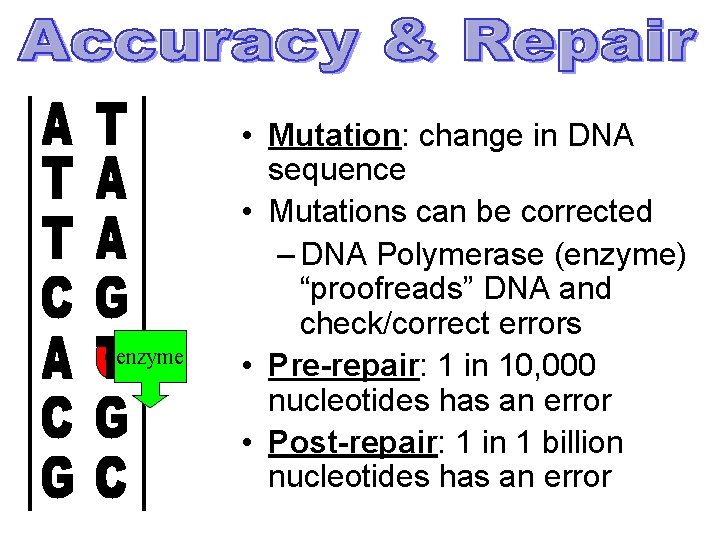 enzyme • Mutation: change in DNA sequence • Mutations can be corrected – DNA