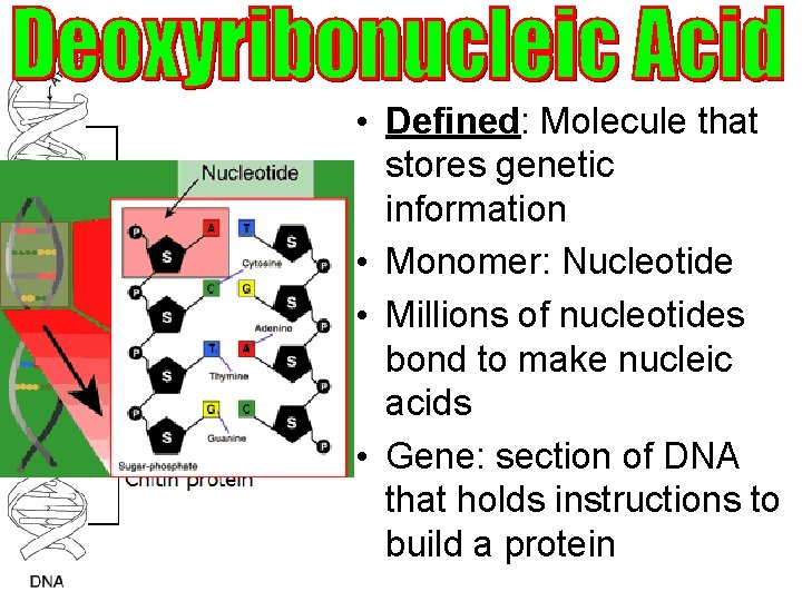  • Defined: Molecule that stores genetic information • Monomer: Nucleotide • Millions of