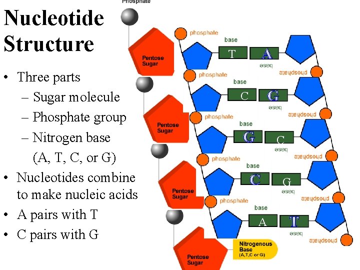 Nucleotide Structure • Three parts – Sugar molecule – Phosphate group – Nitrogen base