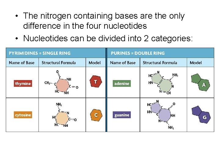  • The nitrogen containing bases are the only difference in the four nucleotides