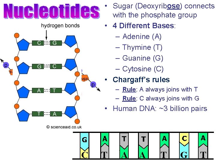  • Sugar (Deoxyribose) connects with the phosphate group • 4 Different Bases: –