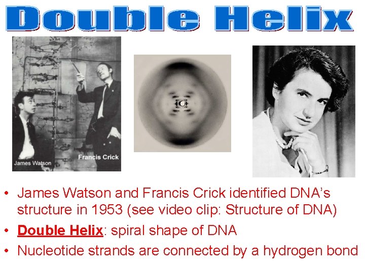  • James Watson and Francis Crick identified DNA’s structure in 1953 (see video