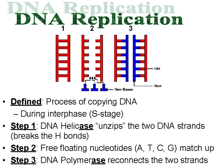  • Defined: Process of copying DNA – During interphase (S-stage) • Step 1: