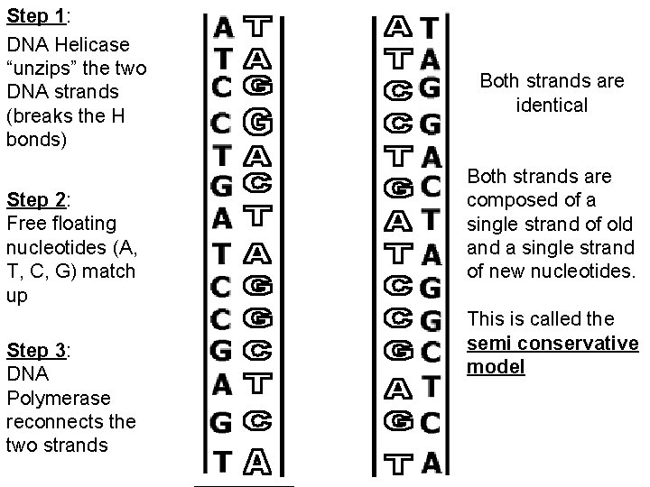 Step 1: DNA Helicase “unzips” the two DNA strands (breaks the H bonds) Step