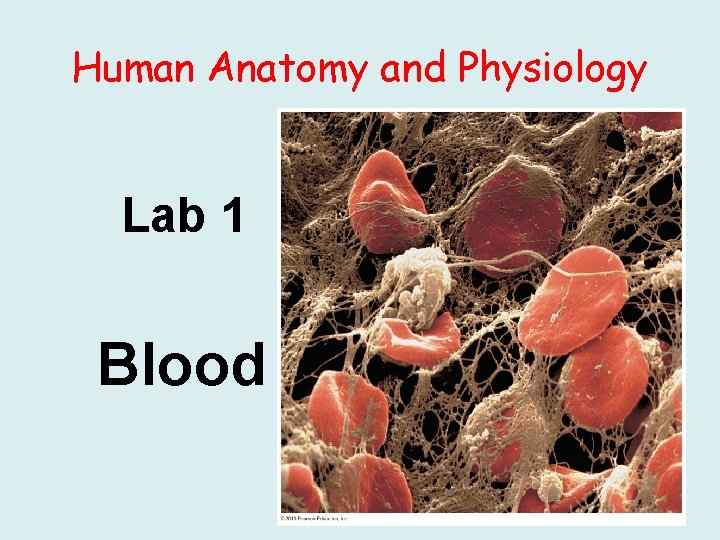 Human Anatomy and Physiology Lab 1 Blood 