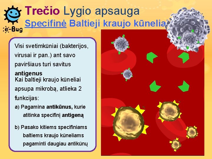 Trečio Lygio apsauga Specifinė Baltieji kraujo kūneliai Visi svetimkūniai (bakterijos, virusai ir pan. )