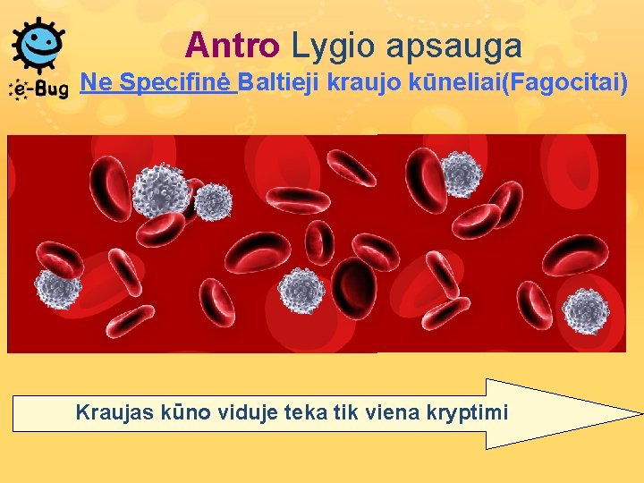 Antro Lygio apsauga Ne Specifinė Baltieji kraujo kūneliai(Fagocitai) Kraujas kūno viduje teka tik viena