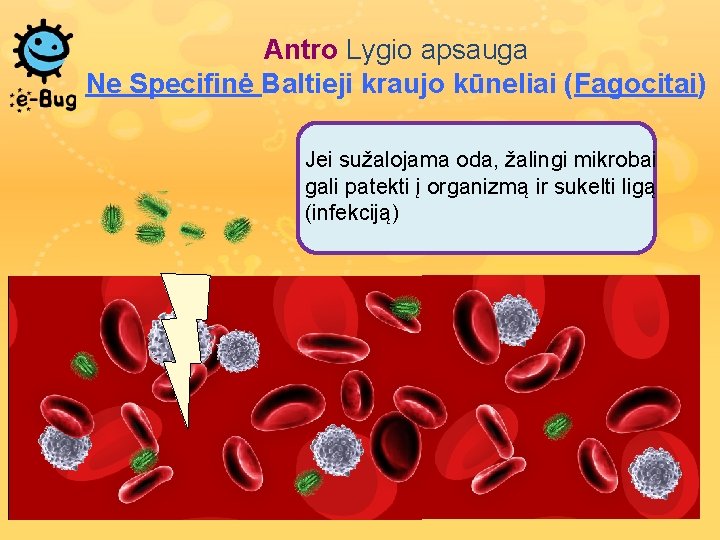 Antro Lygio apsauga Ne Specifinė Baltieji kraujo kūneliai (Fagocitai) Jei sužalojama oda, žalingi mikrobai