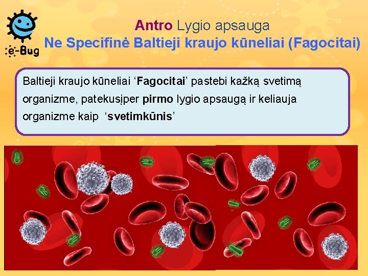 Antro Lygio apsauga Ne Specifinė Baltieji kraujo kūneliai (Fagocitai) Baltieji kraujo kūneliai ‘Fagocitai’ pastebi