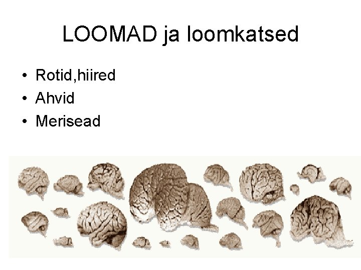 LOOMAD ja loomkatsed • Rotid, hiired • Ahvid • Merisead 