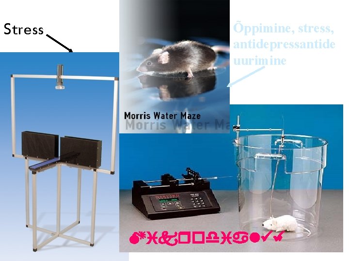 Stress Õppimine, stress, antidepressantide uurimine Mikrodialüü s 