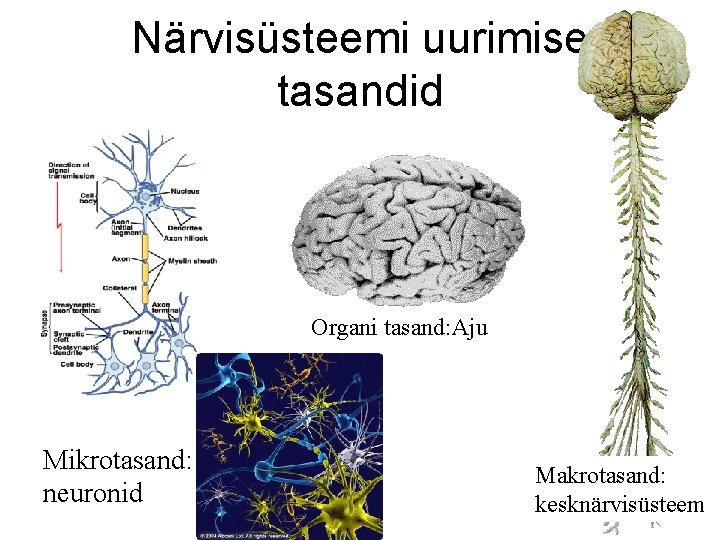 Närvisüsteemi uurimise tasandid Organi tasand: Aju Mikrotasand: neuronid Makrotasand: kesknärvisüsteem 