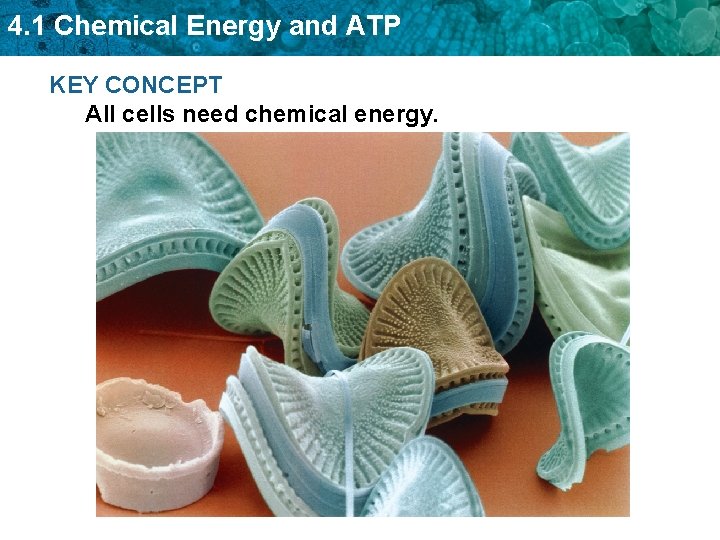 4. 1 Chemical Energy and ATP KEY CONCEPT All cells need chemical energy. 