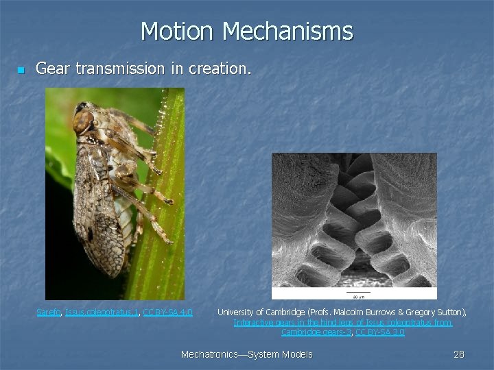 Motion Mechanisms n Gear transmission in creation. Sarefo, Issus. coleoptratus. 1, CC BY-SA 4. Motion Mechanisms n Gear transmission in creation. Sarefo, Issus. coleoptratus. 1, CC BY-SA 4.
