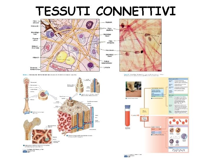 TESSUTI CONNETTIVI TESSUTI CONNETTIVI