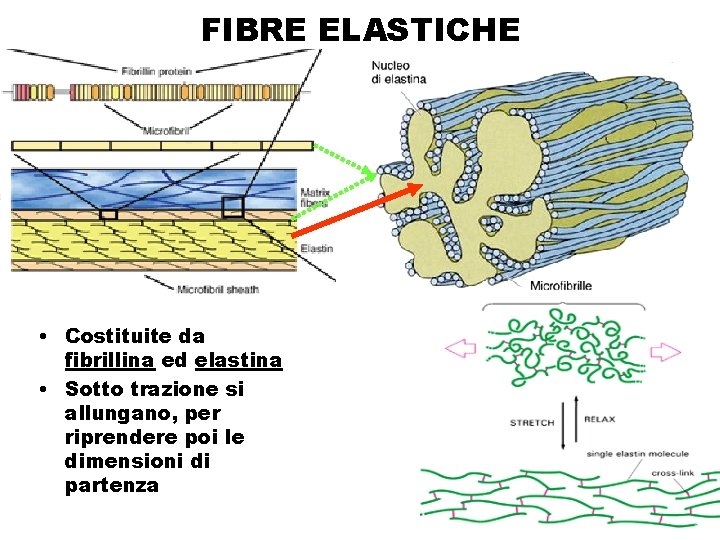 FIBRE ELASTICHE • Costituite da fibrillina ed elastina • Sotto trazione si allungano, per