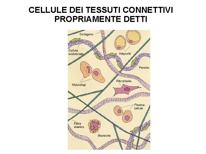 CELLULE DEI TESSUTI CONNETTIVI PROPRIAMENTE DETTI 