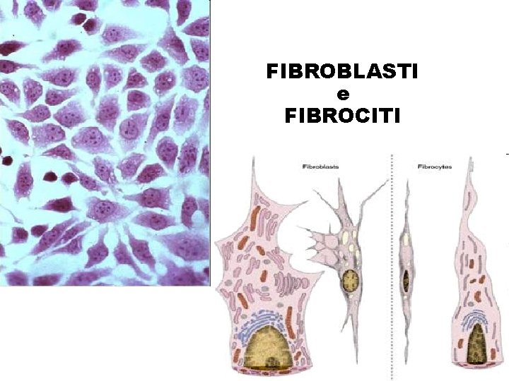 FIBROBLASTI e FIBROCITI 