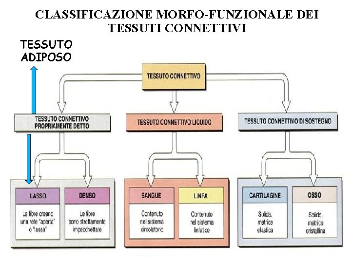 CLASSIFICAZIONE MORFO-FUNZIONALE DEI TESSUTI CONNETTIVI TESSUTO ADIPOSO 