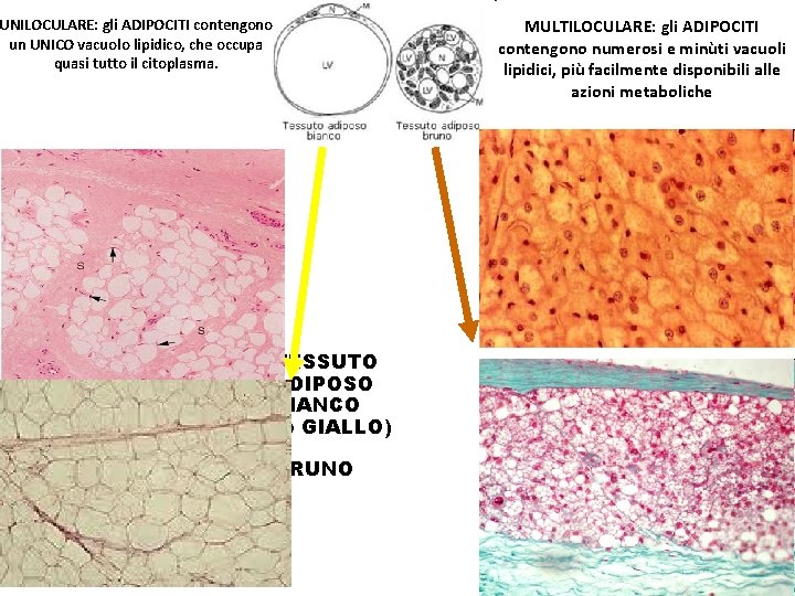 MULTILOCULARE: gli ADIPOCITI contengono numerosi e minùti vacuoli lipidici, più facilmente disponibili alle azioni