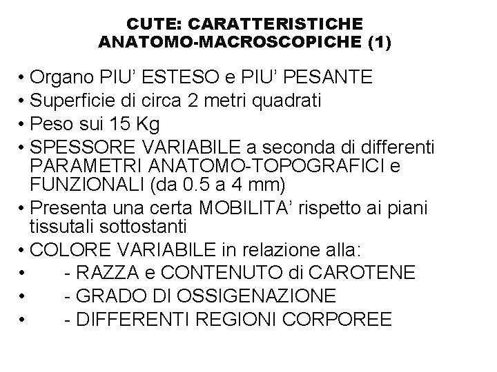 CUTE: CARATTERISTICHE ANATOMO-MACROSCOPICHE (1) • Organo PIU’ ESTESO e PIU’ PESANTE • Superficie di