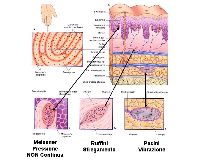 Meissner Pressione NON Continua Ruffini Sfregamento Pacini Vibrazione 