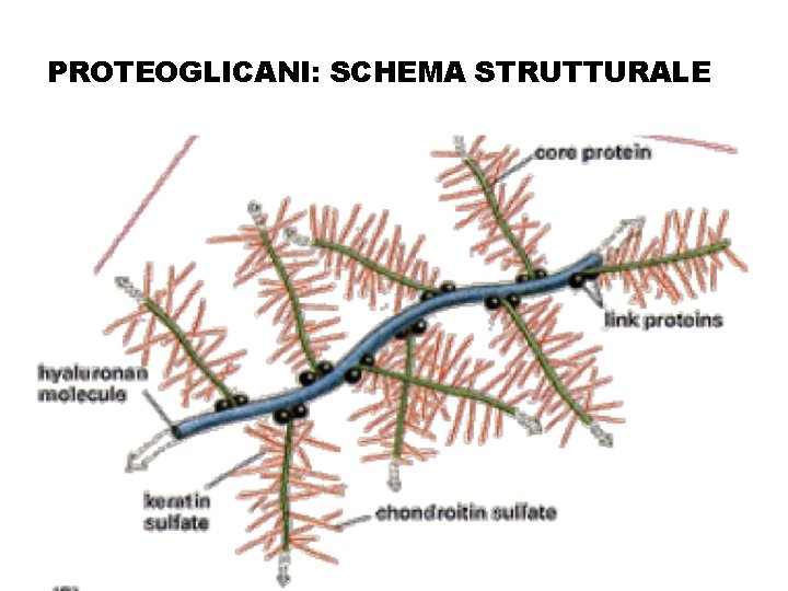PROTEOGLICANI: SCHEMA STRUTTURALE PROTEOGLICANI: SCHEMA STRUTTURALE