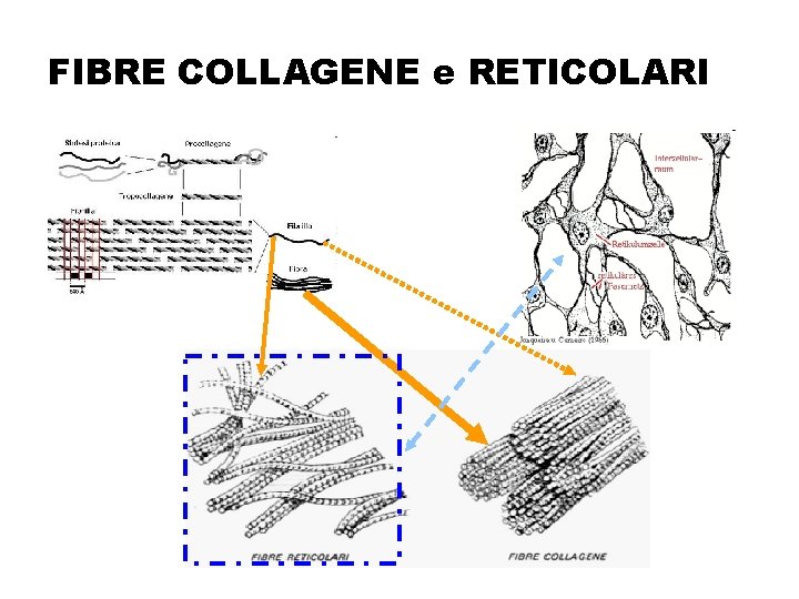 FIBRE COLLAGENE e RETICOLARI 