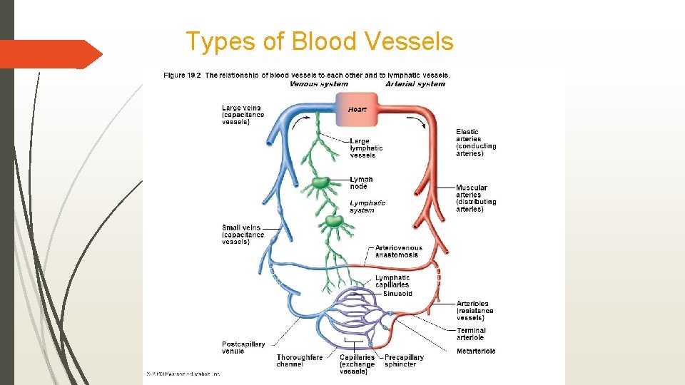 Types of Blood Vessels 