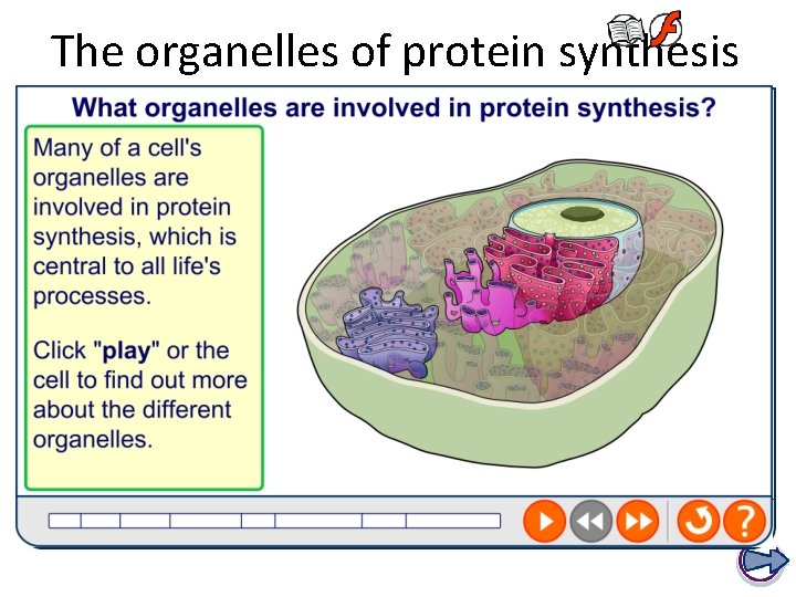 The organelles of protein synthesis 