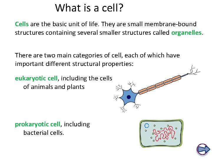 What is a cell? Cells are the basic unit of life. They are small