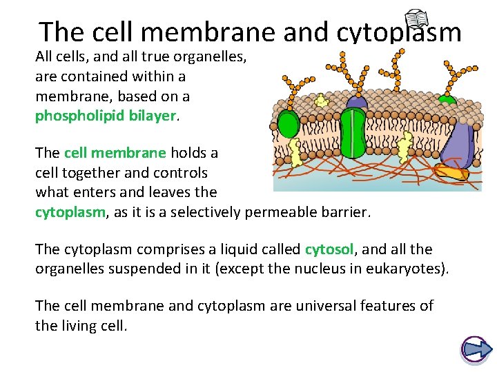 The cell membrane and cytoplasm All cells, and all true organelles, are contained within