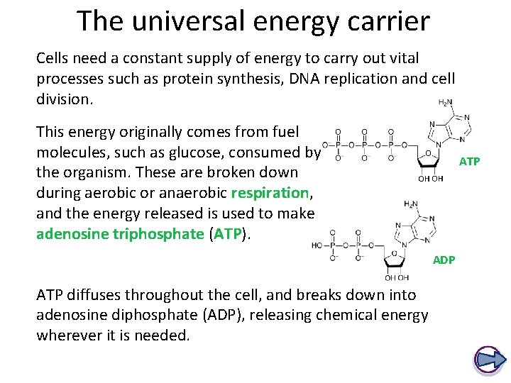 The universal energy carrier Cells need a constant supply of energy to carry out