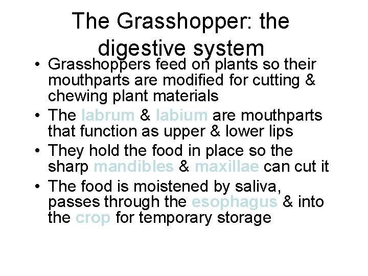 The Grasshopper: the digestive system • Grasshoppers feed on plants so their mouthparts are