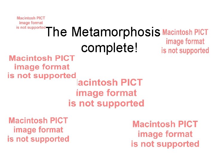 The Metamorphosis is complete! 