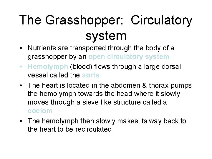 The Grasshopper: Circulatory system • Nutrients are transported through the body of a grasshopper