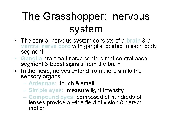 The Grasshopper: nervous system • The central nervous system consists of a brain &