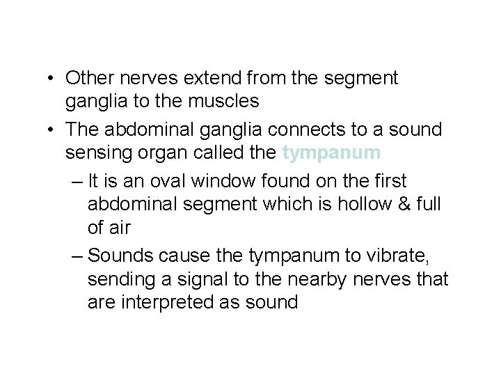  • Other nerves extend from the segment ganglia to the muscles • The