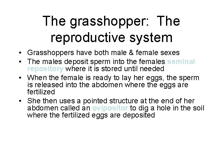 The grasshopper: The reproductive system • Grasshoppers have both male & female sexes •