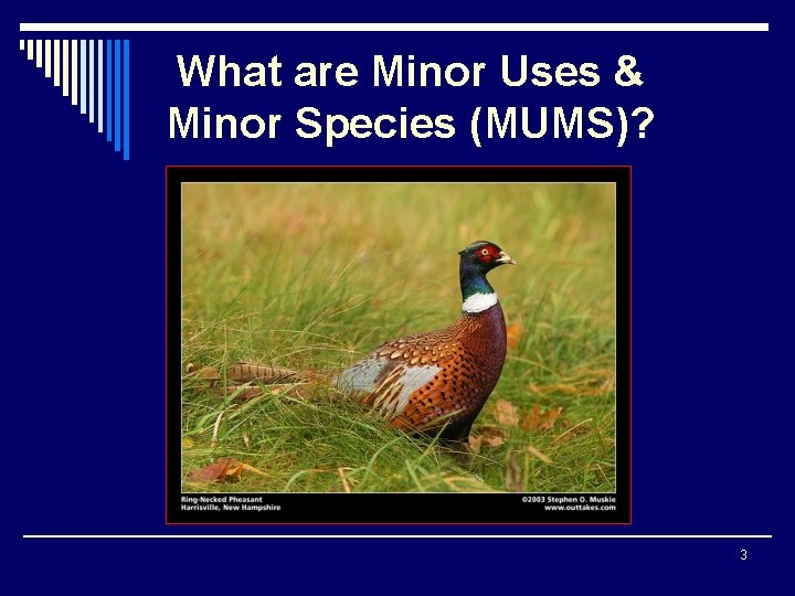 What are Minor Uses & Minor Species (MUMS)? 3 